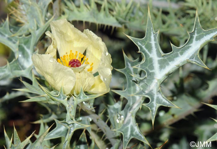 Argemone ochroleuca = Argemone mexicana var. ochroleuca