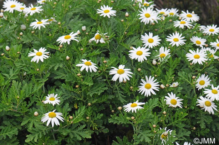 Argyranthemum broussonetii