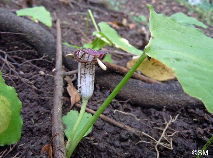 Arisarum simorrhinum