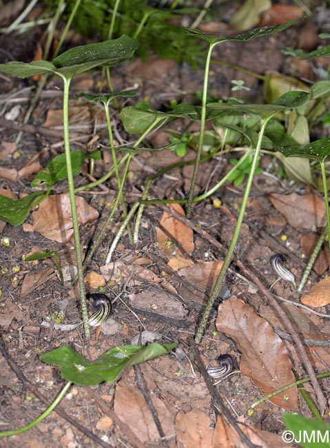 Arisarum simorrhinum