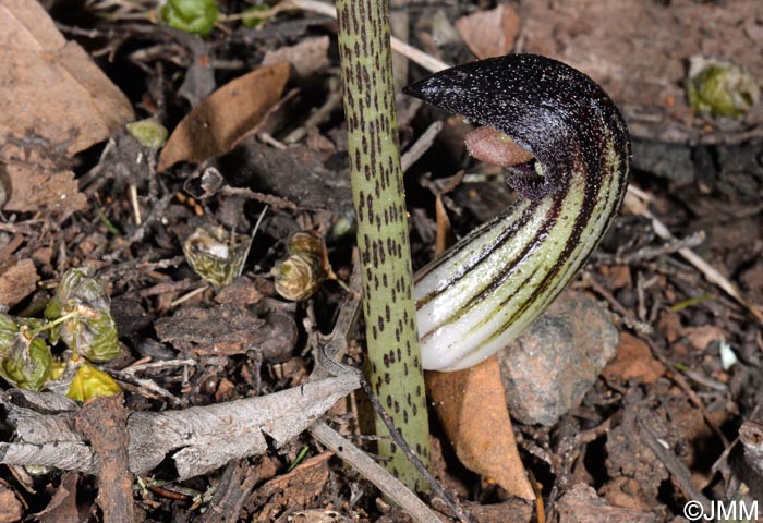 Arisarum simorrhinum