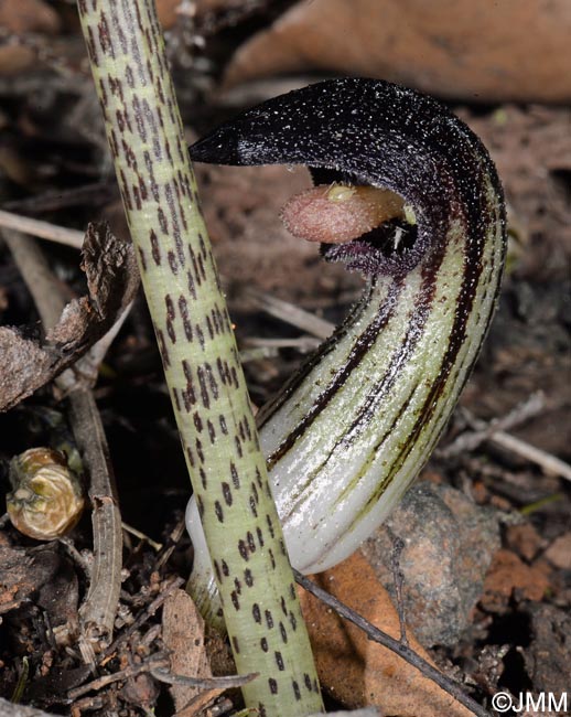 Arisarum simorrhinum