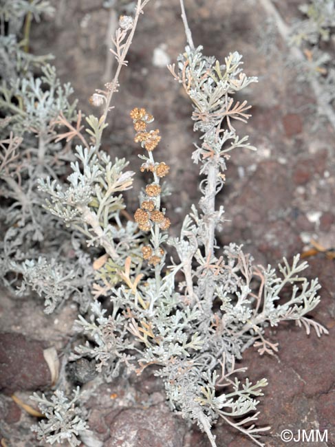 Artemisia reptans