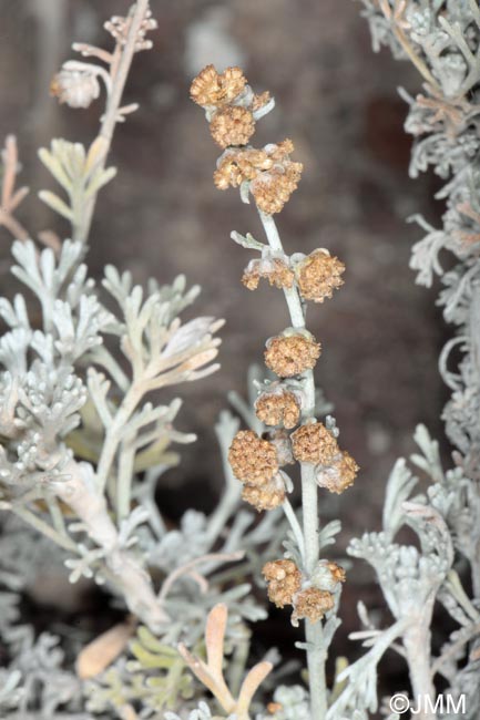 Artemisia reptans