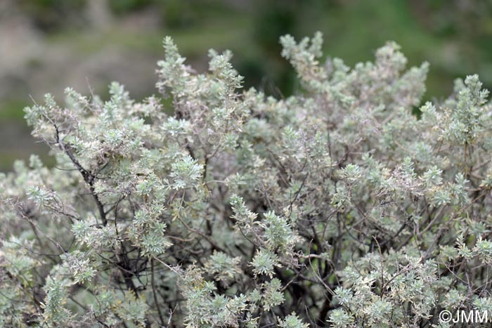 Artemisia thuscula