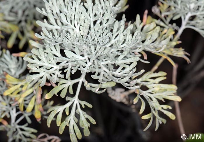 Artemisia thuscula