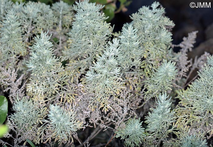 Artemisia thuscula