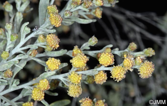 Artemisia thuscula