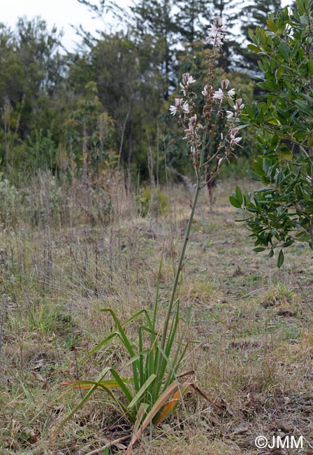 Asphodelus ramosus subsp. distalis
