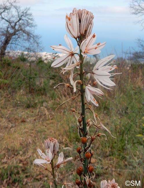 Asphodelus ramosus subsp. distalis