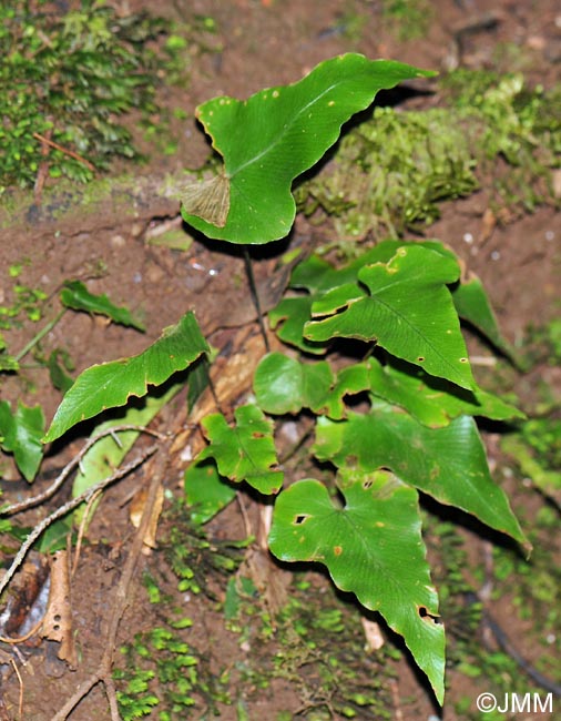 Asplenium hemionitis