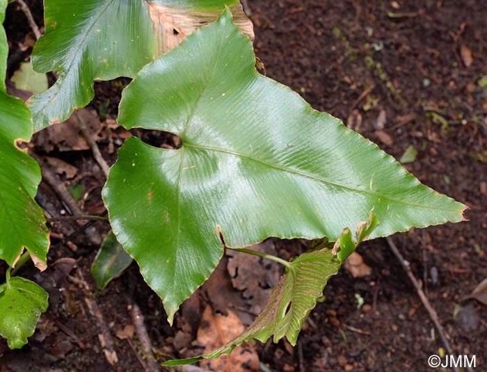 Asplenium hemionitis