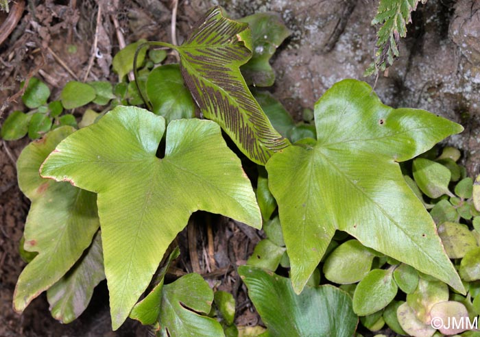 Asplenium hemionitis