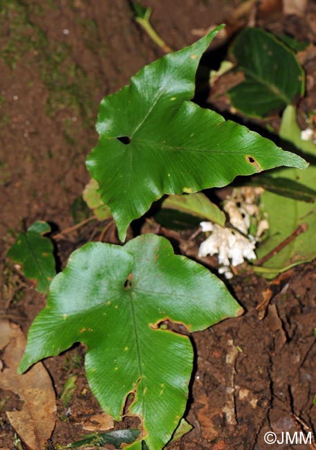 Asplenium hemionitis