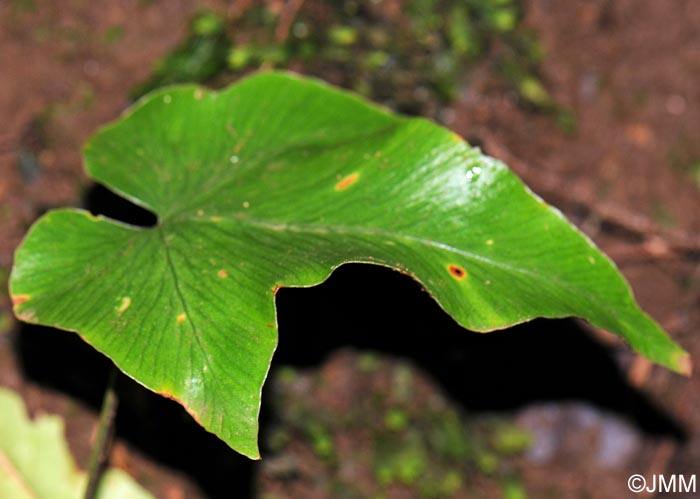 Asplenium hemionitis