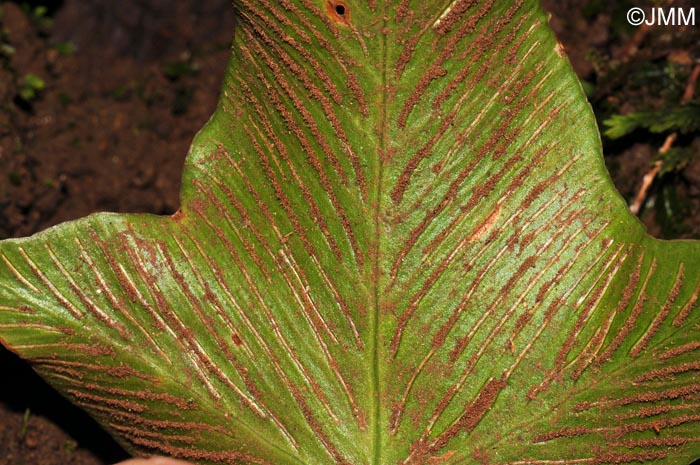 Asplenium hemionitis : dtail de la face infrieure de la feuille