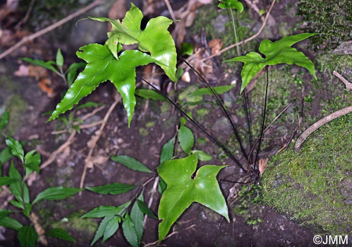 Asplenium hemionitis