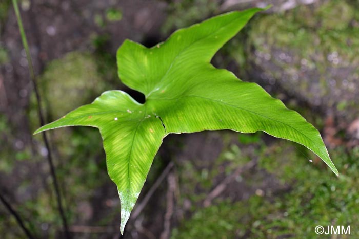 Asplenium hemionitis