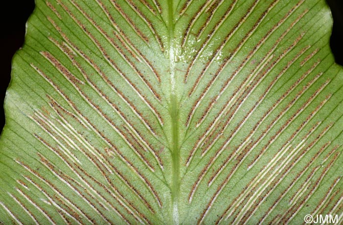 Asplenium hemionitis : dtail de la face infrieure de la feuille