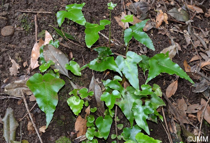 Asplenium hemionitis