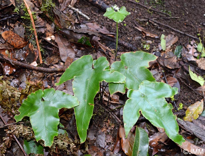 Asplenium hemionitis