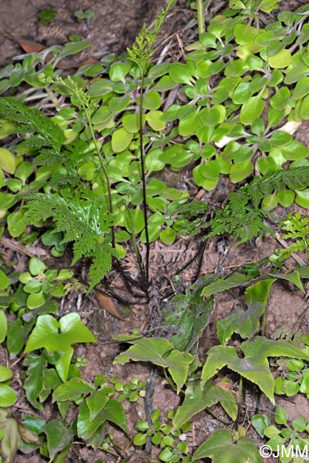 Asplenium hemionitis & Asplenium onopteris