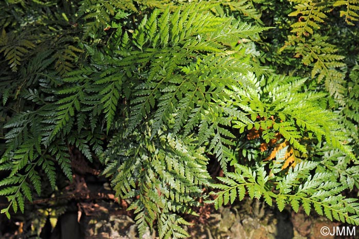 Asplenium onopteris