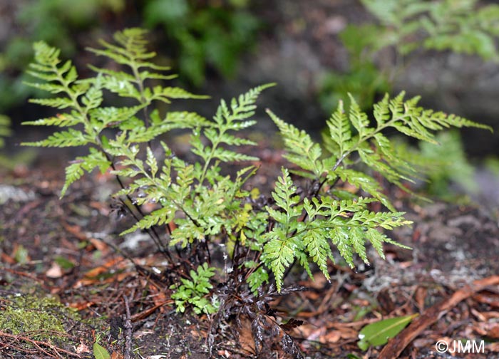 Asplenium onopteris