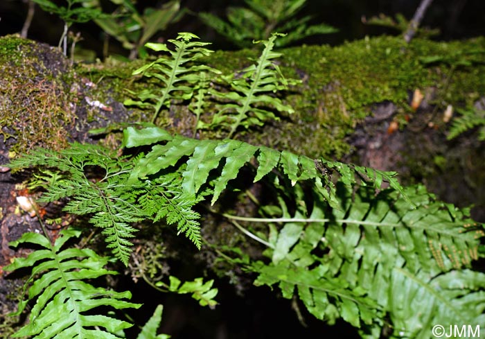 Asplenium onopteris & Polypodium macaronesicum