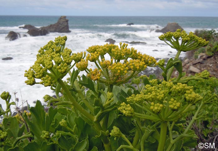 Astydamia latifolia