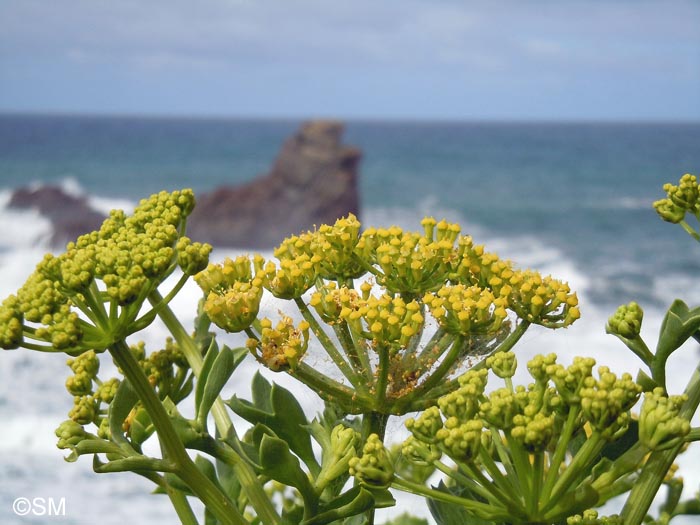 Astydamia latifolia