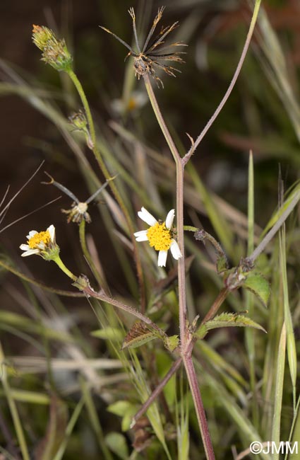 Bidens pilosa var. radiata