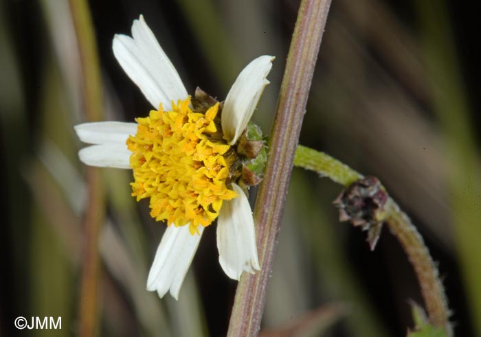 Bidens pilosa var. radiata