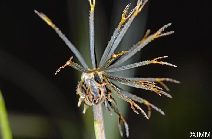 Bidens pilosa var. radiata