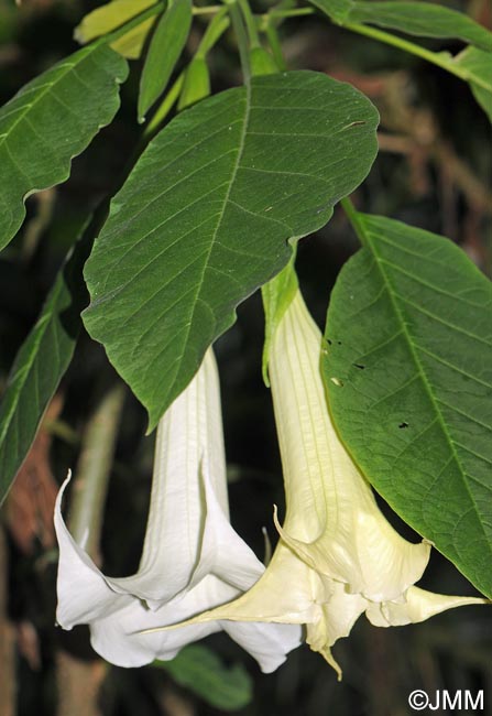 Brugmansia versicolor