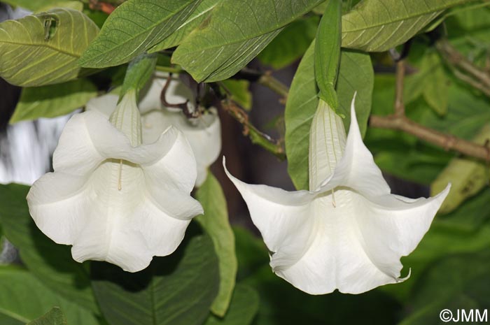 Brugmansia versicolor