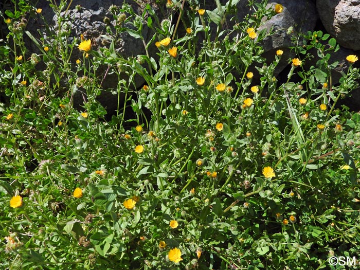 Calendula arvensis