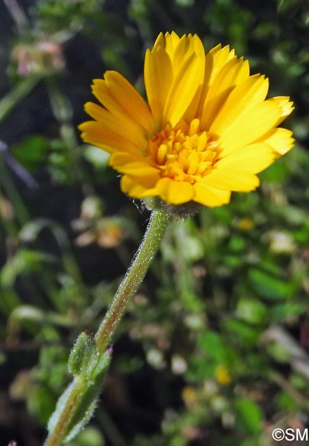 Calendula arvensis