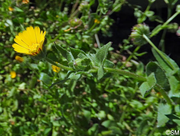 Calendula arvensis