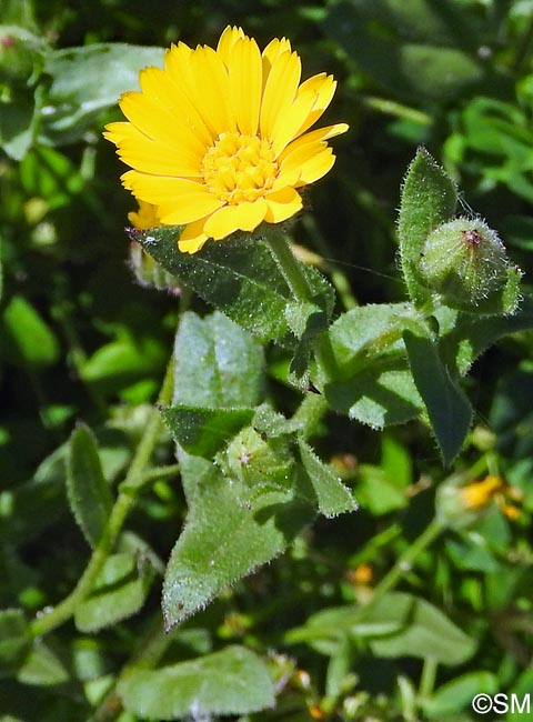 Calendula arvensis