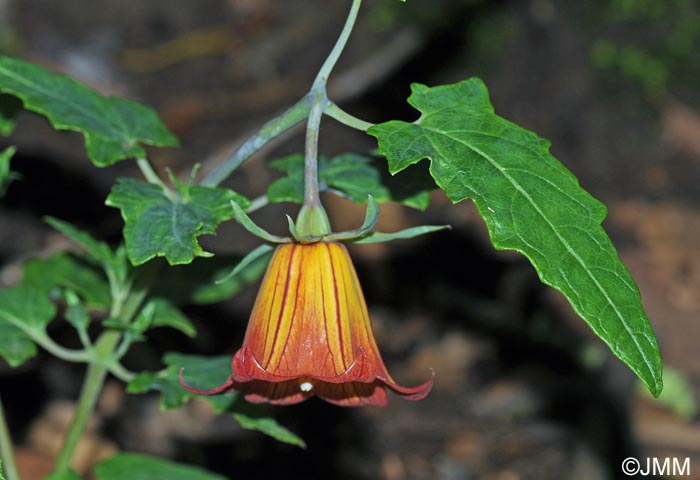 Canarina canariensis