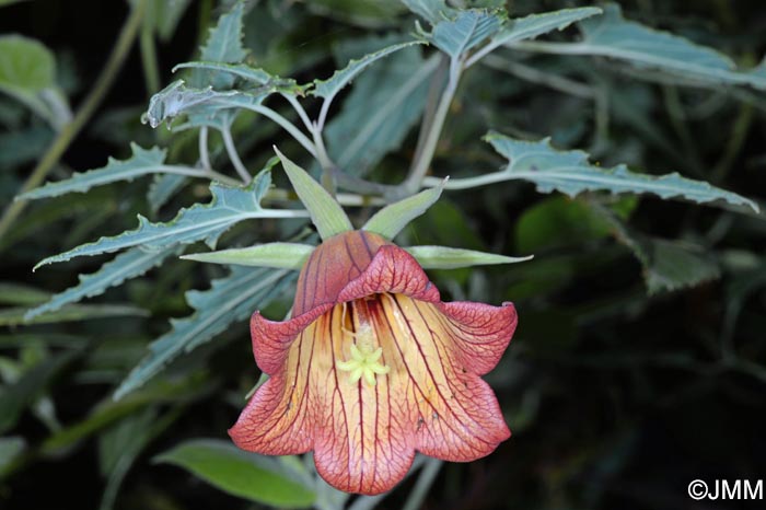 Canarina canariensis