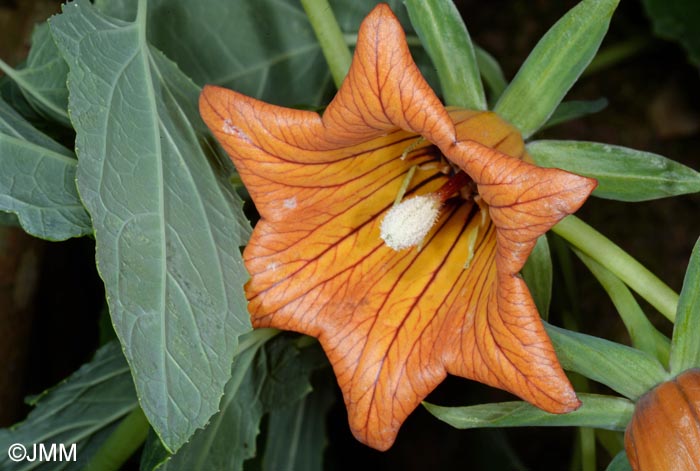 Canarina canariensis