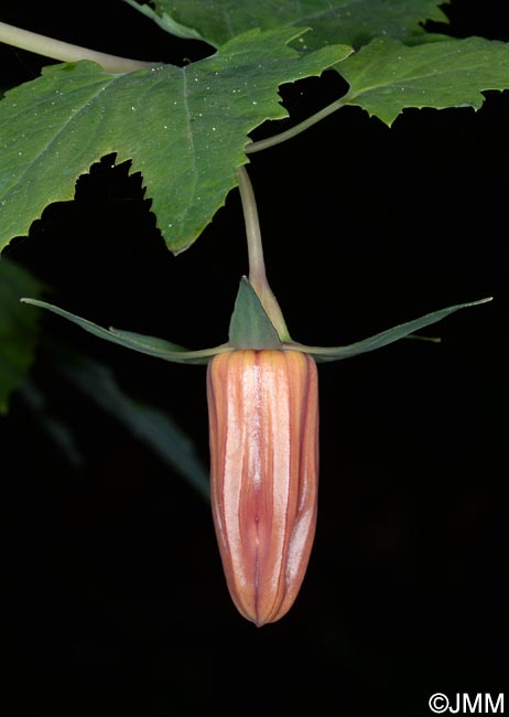 Canarina canariensis