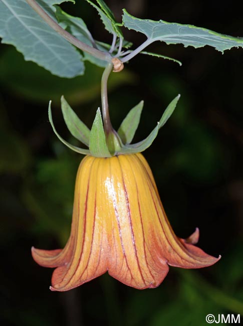 Canarina canariensis