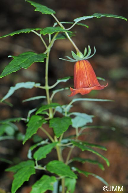 Canarina canariensis