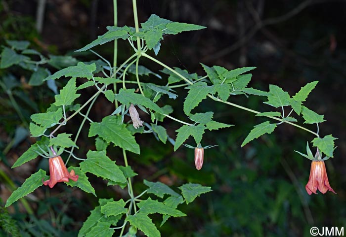 Canarina canariensis