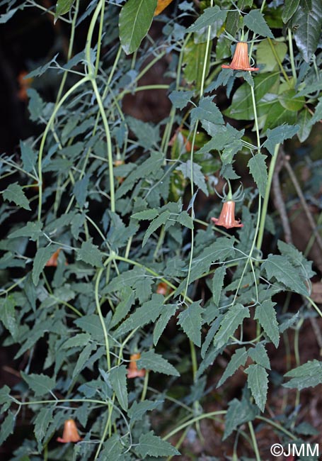 Canarina canariensis