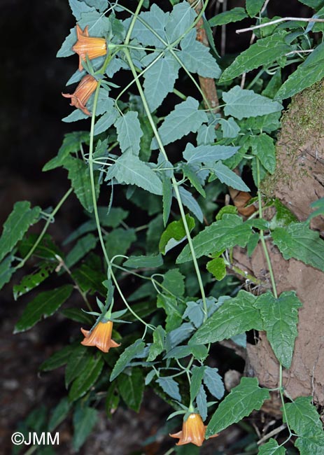 Canarina canariensis