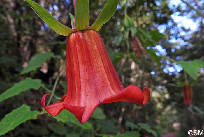 Canarina canariensis